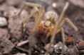 /album/agelenidae1/tegenaria-agrestisn-sep-m-jpg/